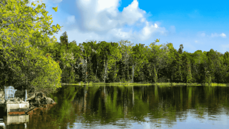 A stunning image of a tranquil lake surrounded by lush greenery, showcasing the serene beauty of nature.