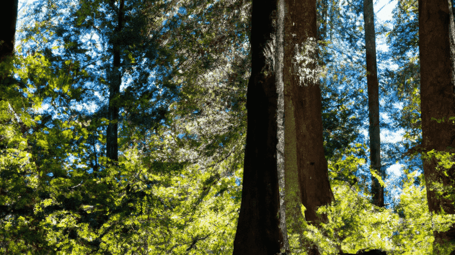 An image of a lush green forest with sunlight streaming through the leaves, highlighting the vibrant colors of the flora and fauna.